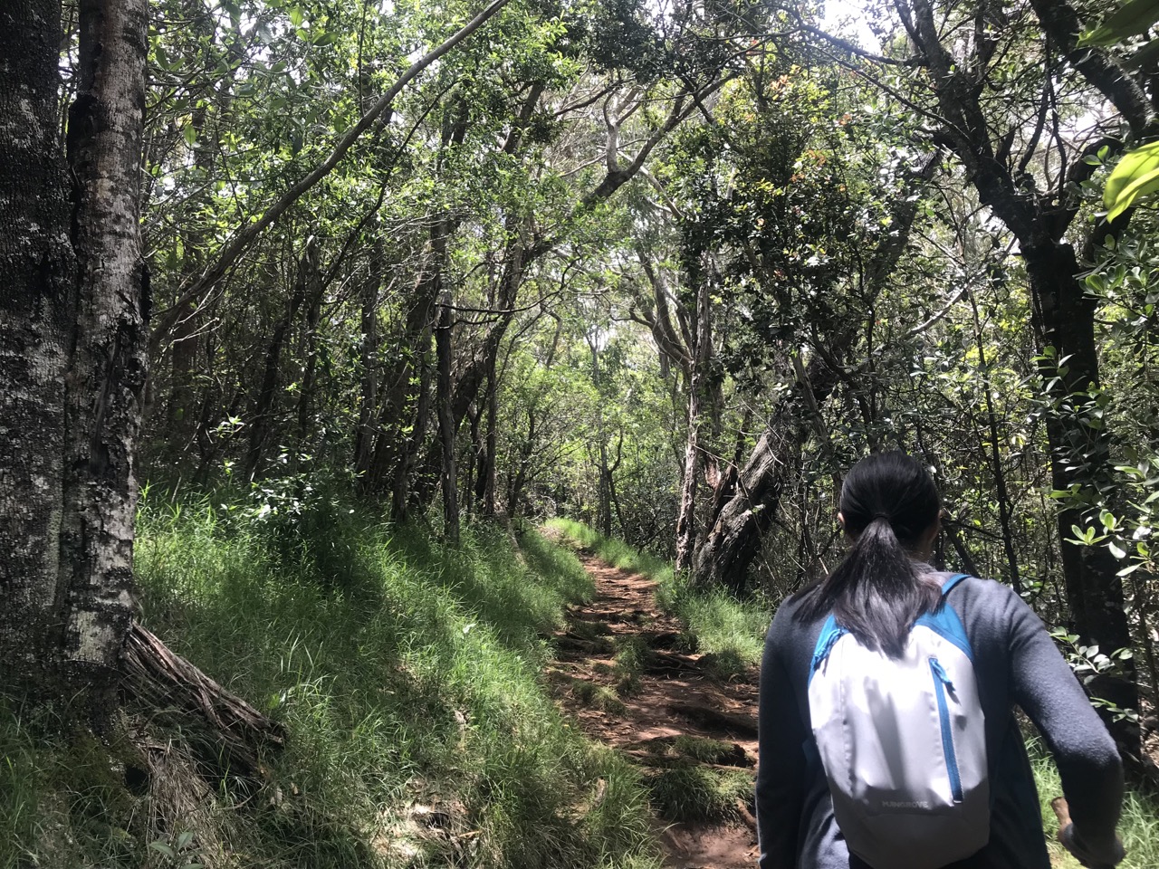 Awaawapuhi-Trail-001.jpg