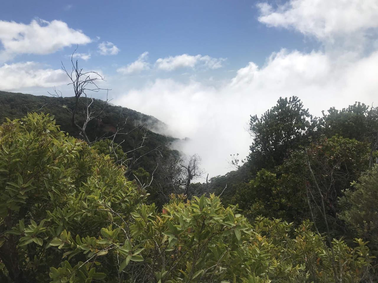 Awaawapuhi-Trail-006.jpg